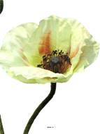 Pavot factice H60cm 1 fleur & 1 bouton Superbe fleur Crème vert - BEST