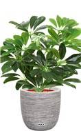 Schefflera factice en pot plante verte  H40cm D35cm Originale