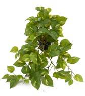 Pothos artificiel retombant en pot, L 55 cm