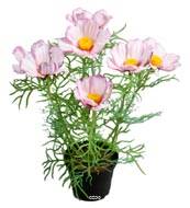 Cosmos fleuries artificielle en pot H 40 cm Pourpre-blanc