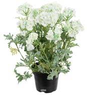 Verveine fleurie artificielle et feuillage en pot, H 28 cm Crème