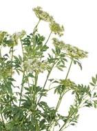 Trachelium fleuri artificiel en pot, H 100 cm, D 70 cm