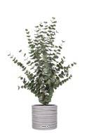 Eucalyptus cinerea artificiel en pot  H 110 cm, D 70 cm