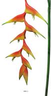Branche d’Heliconia des Caraibes artificiel, L 96 cm - BEST