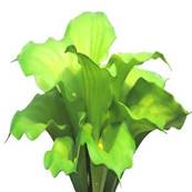 Bouquet d’Arum Calla artificiel, 12 têtes, H 45 cm Vert - BEST