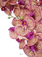Orchidée Phalaenopsis 2hampes 14fleurons +pot H60cmD20cm Pourpre-crème