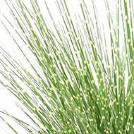 Fausse herbe miscanthus en touffe zébrée H 45 cm D 30 cm