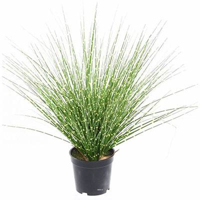 Fausse herbe miscanthus en touffe zébrée H 45 cm D 30 cm