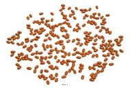 20 grammes Grains de Blé Artificiels : Décoration Factice pour scènes champêtres