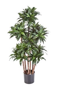 Dracaena Fragrans artificiel H 120 cm 576 feuilles 7 troncs en pot