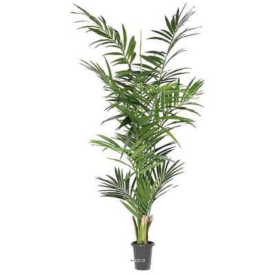 Palmier Kentia artificiel H 210 cm Dense Aerien en pot