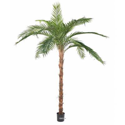 Palmier Phoenix Artificiel H 370 cm D 280 cm en pot