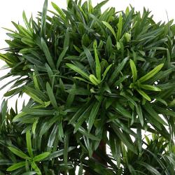 Bonsaï Podocarpus Artificiel H 50 cm D 45 cm en pot