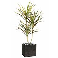 Dracaena artificiel 3 troncs en pot H 140 cm Vert-rose