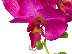 Orchidee Tao factice H105cm 8 fleurons 5boutons de qualité Rose fushia