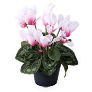 Cyclamen artificiel en pot H 20 cm D 15 cm qualité top Rose-crème