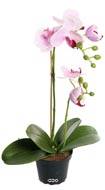 Orchidee artificielle 2 hampes en pot H 40 cm touché réel Rose-crème