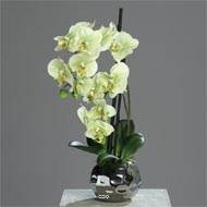 Orchidée factice 2 hampes en boule ceramique Argent H50cm Crème vert