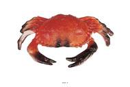 Crabe artificiel en Plastique soufflé L 200x130 mm