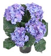 Hortensia en pot artificiel lest H 40 cm 5 superbes ttes Bleu royal