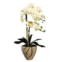 Orchidee factice 2 hampes pot Ceramique H57cm touché réel Vanille
