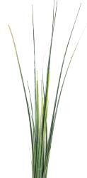 Isolepsis herbes folles Vert H 110 cm