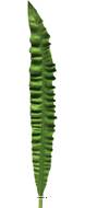 Feuille d'Asplenium artificielle, H 93 cm - BEST