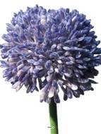 Allium artificiel en tige H 45 cm Lavande - BEST