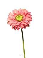 Gerbera artificiel, H 48 cm Rose soutenu - BEST