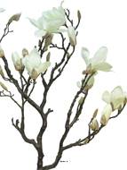 Fleurs de Magnolia artificiel en branche, H 128 cm Crème - BEST