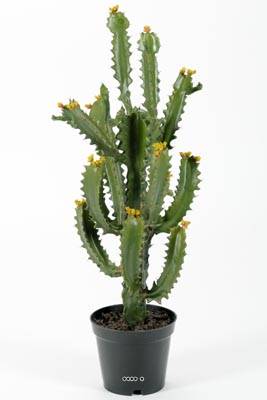 Cactus Euphorbe factice en pot Top qualité H70cm D30cm vert aloé