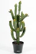 Cactus Euphorbe factice en pot Top qualité H70cm D30cm vert aloé