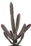 Cactus Euphorbe factice en pot Vert-Rouge Top qualité H45cm D20cm