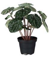 Peperomia plante factice en pot lesté H20cm D20cm dense & qualité Vert