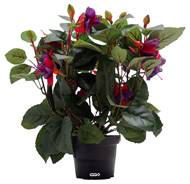 Fuchsias fleuries artificielles en pot, H 30 cm Pourpre-fuschia