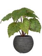 Bégonia royal artificiel en pot, H 30 cm D 25 cm Vert