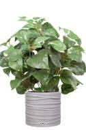 Pothos au feuillage panaché artificiel en pot, H 35 cm, D 29 cm