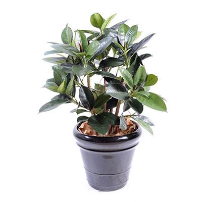 Ficus elastica artificiel ou plante de caoutchouc en tissu H 90 cm en pot