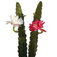Joli cactus cierge artificiel en piquet H 52 cm avec sa fleur  Rose fushia