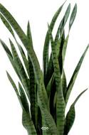 Sansevieria artificiel en pot H 110 cm en plastique haut de gamme