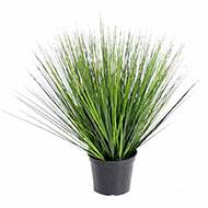 Fausse herbe touffe en pot H 60 cm D 60 cm