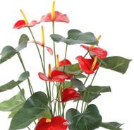 Anthurium artificiel en pot H 75 cm Lg 40 cm 9 superbes fleurs
