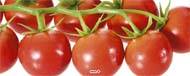 Grappe de 9 petites tomates artificielles en plastique D 20x10 cm Rouge