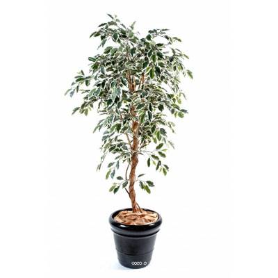 Ficus Benjamina Panache grande feuille tronc naturel H150cm Blanc-vert