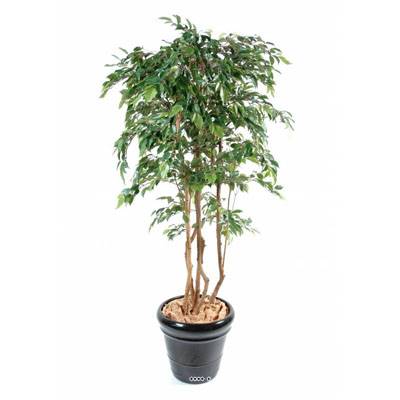 Ficus Natasja Artificiel multitroncs bois en pot H 150 cm Vert