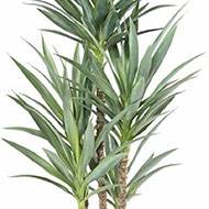 Yucca artificiel multitroncs en pot H 150 cm feuillage plastique