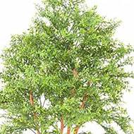 Eucalyptus artificiel en pot extérieur multri-troncs H 150 cm Vert