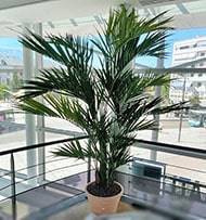 Palmier Kentia artificiel Deluxe H 260 cm 766 feuilles
