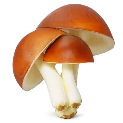 Champignons artificiels Shiitake X3 mousse PU superbe