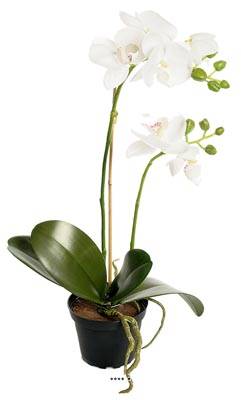 Orchidee artificielle 2 hampes en pot H 40 cm touché réel Blanc neige